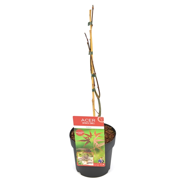 Plant database Garden Connect Plant database Garden Connect