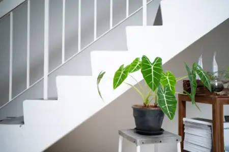 Plantdata & foto’s onmisbaar voor klanten